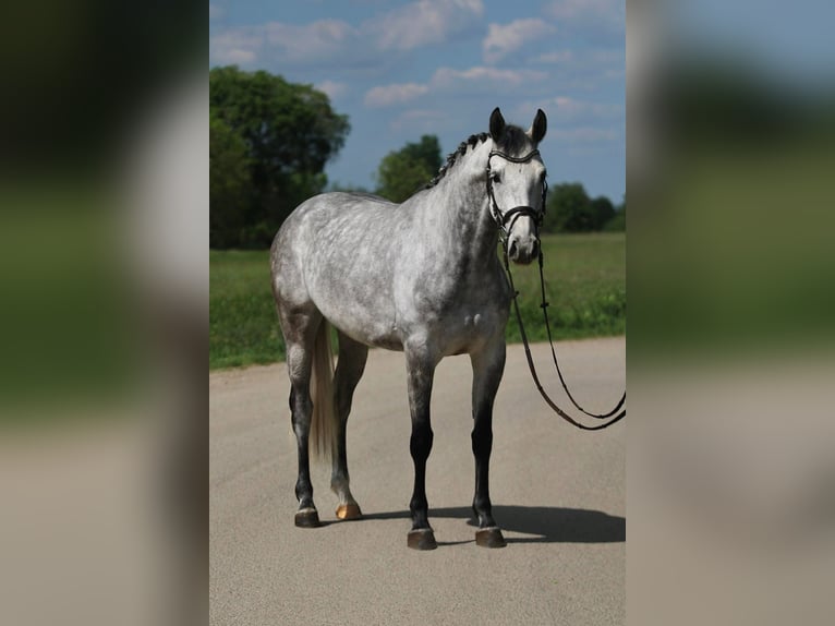 KWPN Stute 6 Jahre 160 cm Schimmel in Csabacs&#x171;d