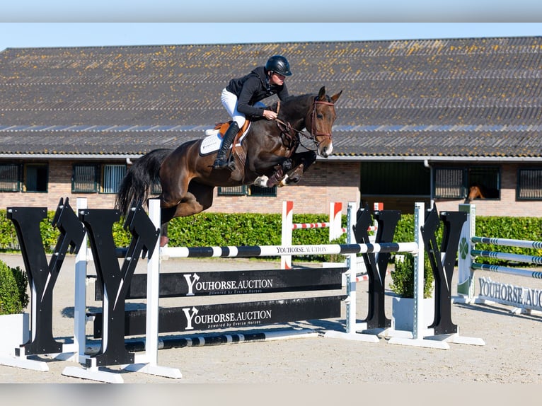 KWPN Stute 6 Jahre 161 cm Brauner in Waddinxveen
