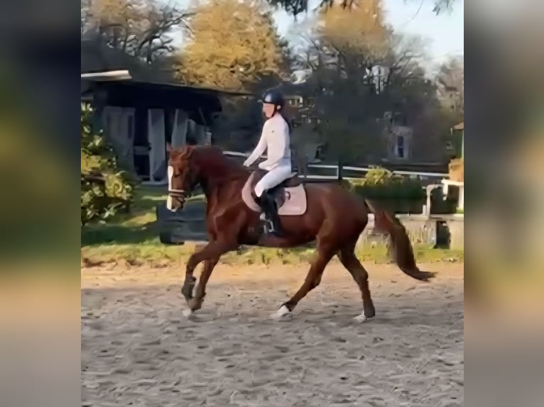 KWPN Stute 6 Jahre 161 cm Fuchs in Aachen