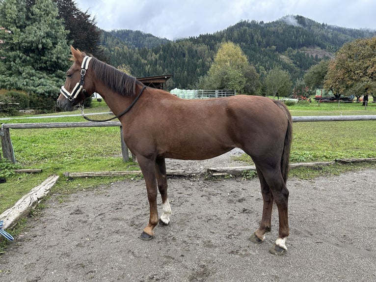KWPN Stute 6 Jahre 161 cm Fuchs in P&#xF6;ls