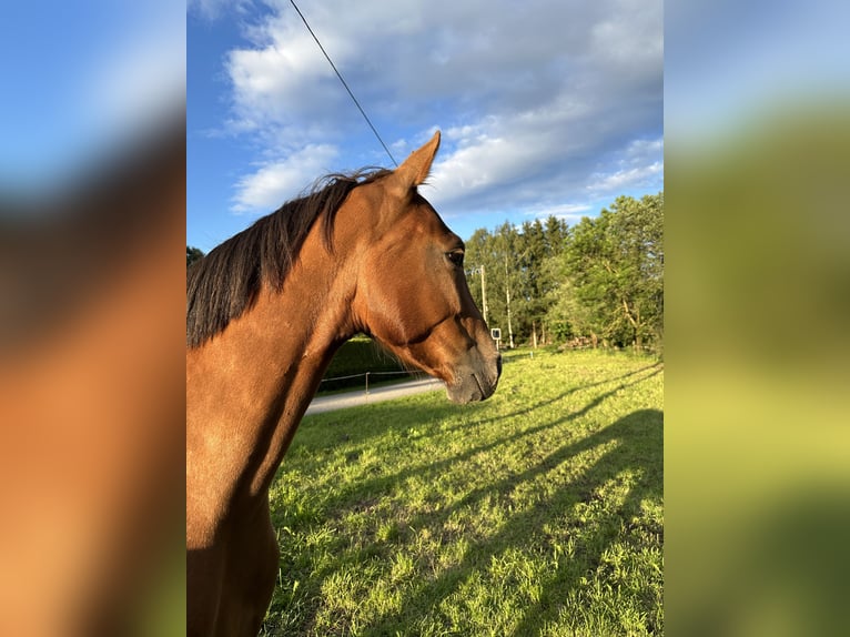 KWPN Stute 6 Jahre 161 cm Fuchs in P&#xF6;ls
