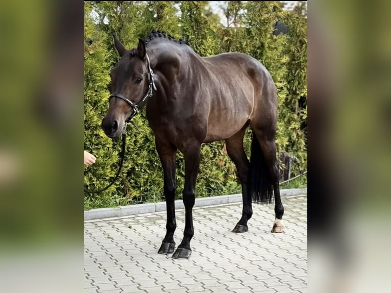 KWPN Stute 6 Jahre 163 cm Brauner in Kaldenkirchen