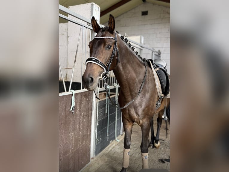 KWPN Stute 6 Jahre 163 cm Brauner in Kaldenkirchen