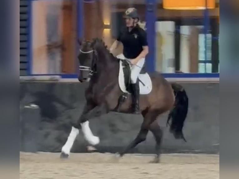 KWPN Stute 6 Jahre 163 cm Brauner in Kaldenkirchen
