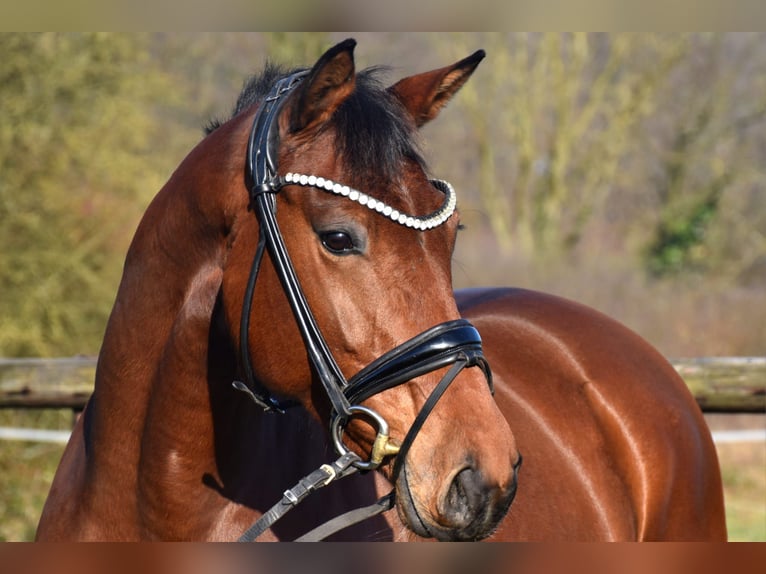 KWPN Stute 6 Jahre 163 cm Brauner in Neuss