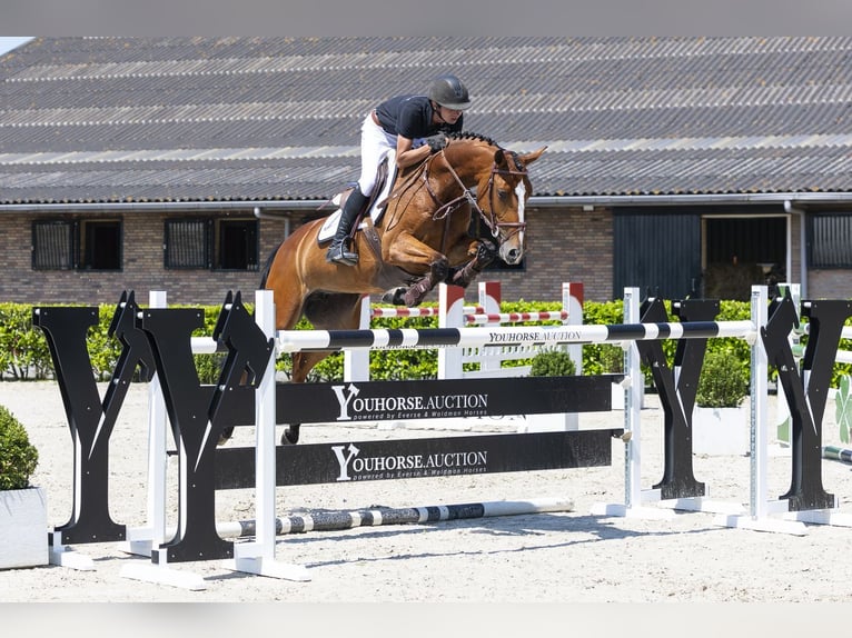 KWPN Stute 6 Jahre 163 cm Brauner in Waddinxveen