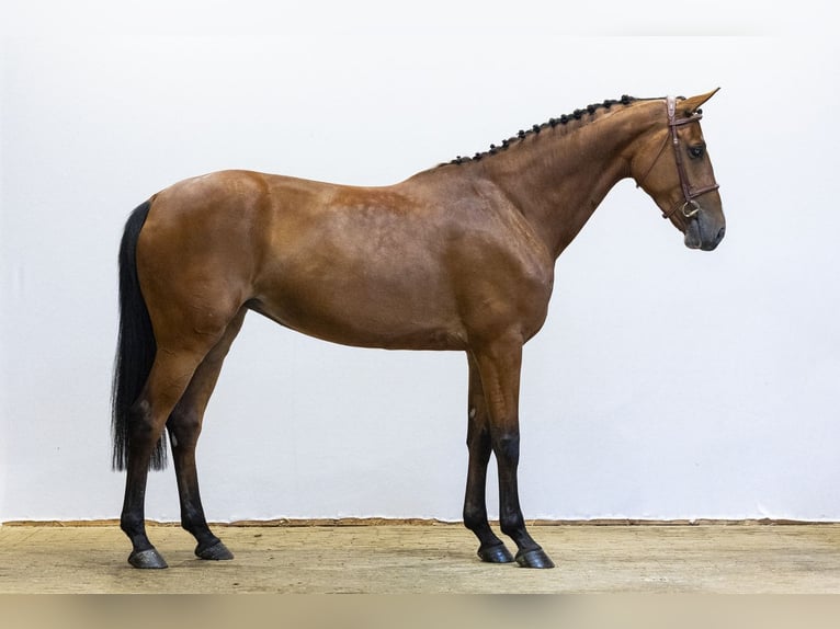 KWPN Stute 6 Jahre 163 cm Brauner in Waddinxveen