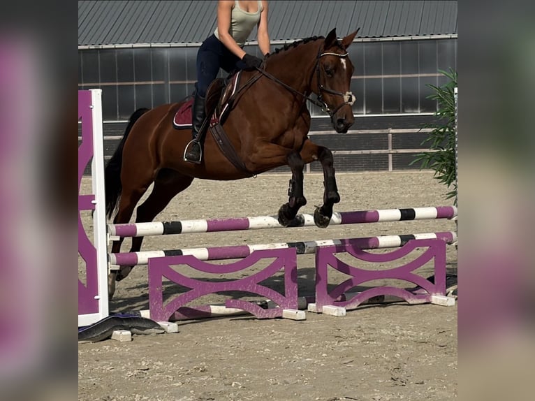 KWPN Stute 6 Jahre 163 cm Brauner in Kaldenkirchen