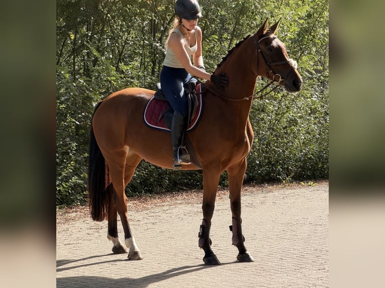 KWPN Stute 6 Jahre 163 cm Brauner in Kaldenkirchen