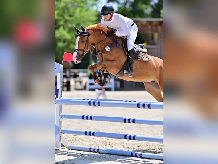 KWPN Stute 6 Jahre 163 cm Fuchs in Lengdorf
