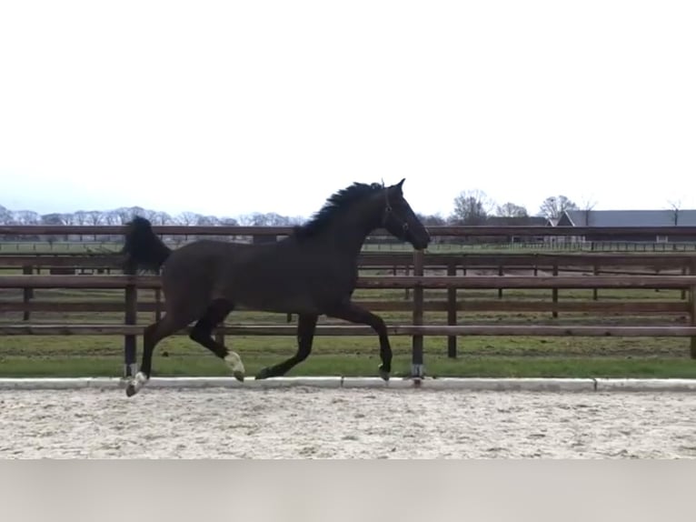 KWPN Stute 6 Jahre 163 cm Schwarzbrauner in Langenberg