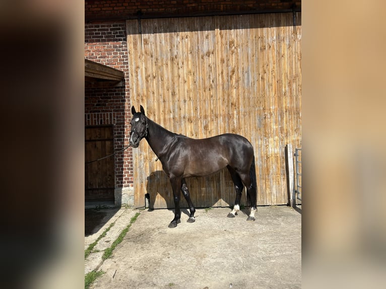 KWPN Stute 6 Jahre 163 cm Schwarzbrauner in Langenberg