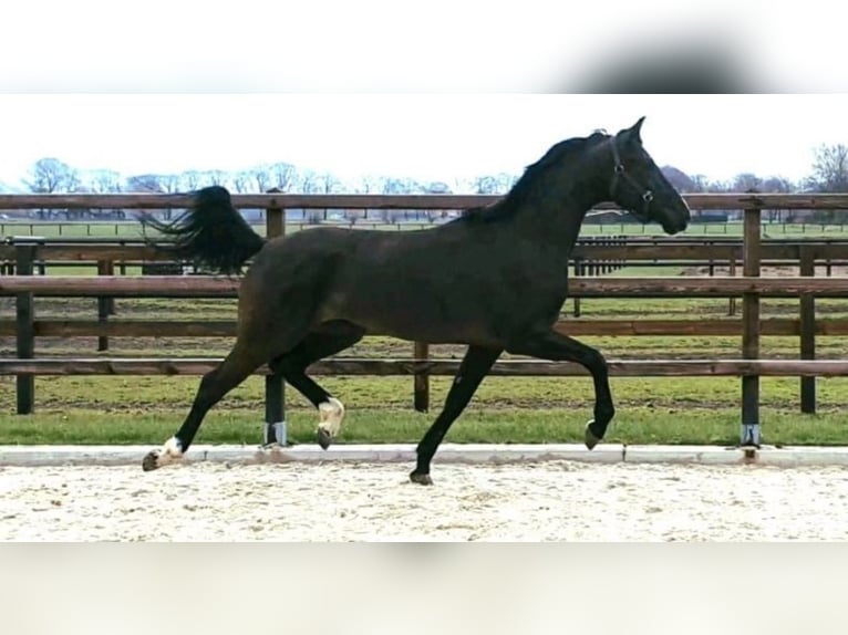 KWPN Stute 6 Jahre 163 cm Schwarzbrauner in Langenberg