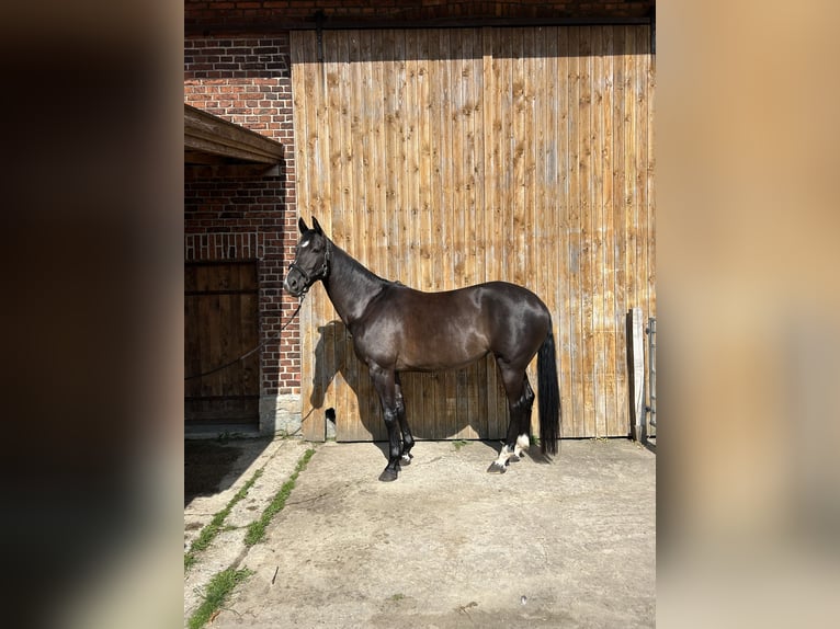 KWPN Stute 6 Jahre 163 cm Schwarzbrauner in Langenberg