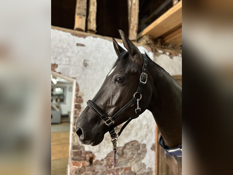 KWPN Stute 6 Jahre 163 cm Schwarzbrauner in Langenberg