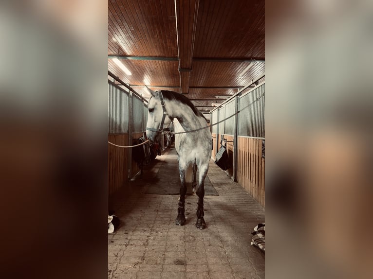 KWPN Stute 6 Jahre 164 cm Apfelschimmel in Au am Leithaberge