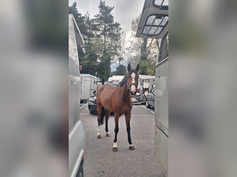 KWPN Stute 6 Jahre 164 cm Brauner in Walzenhausen