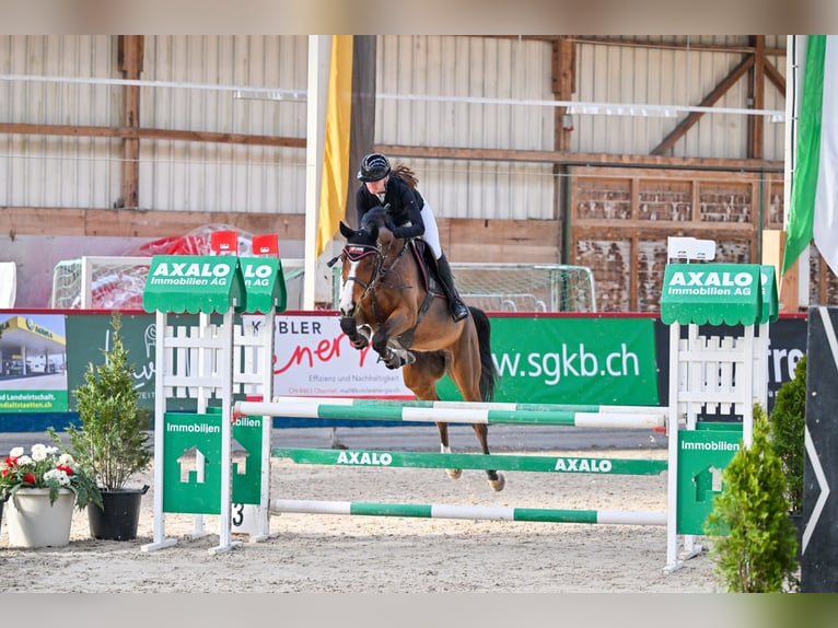 KWPN Stute 6 Jahre 164 cm Brauner in Walzenhausen