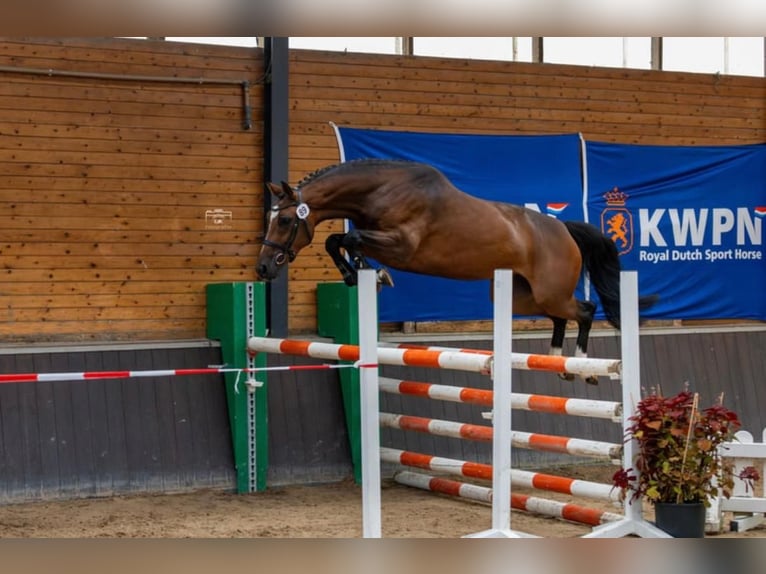 KWPN Stute 6 Jahre 164 cm Dunkelbrauner in &#x27;s-Hertogenbosch