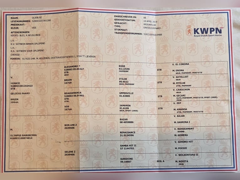 KWPN Stute 6 Jahre 164 cm Fuchs in Schwanewedesc