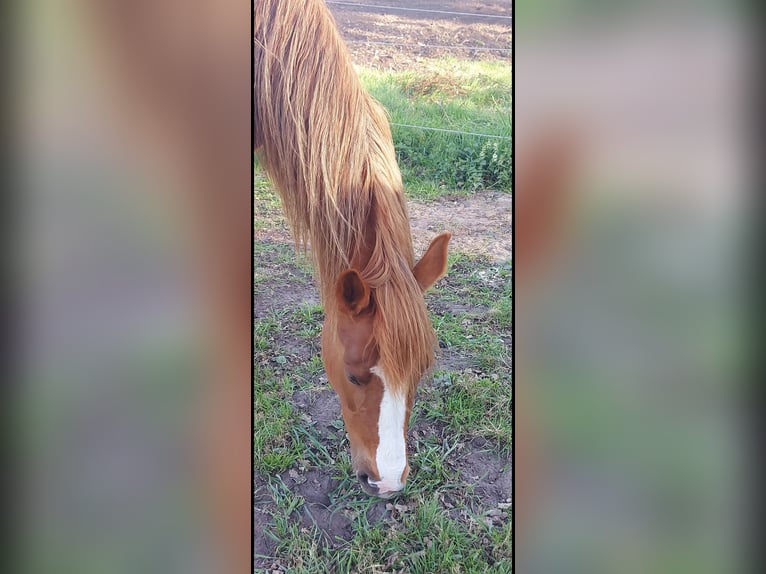 KWPN Stute 6 Jahre 164 cm Fuchs in Schwanewedesc