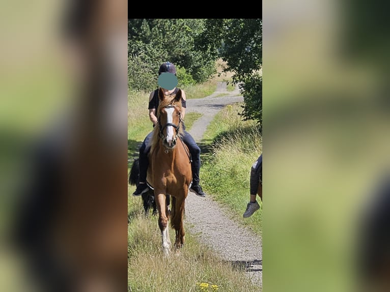 KWPN Stute 6 Jahre 164 cm Fuchs in Schwanewedesc