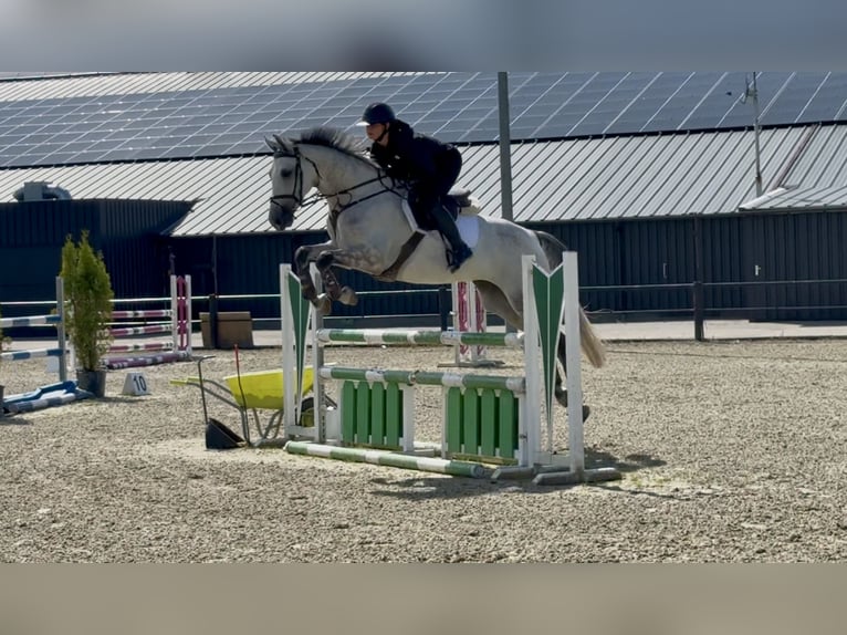 KWPN Stute 6 Jahre 165 cm Apfelschimmel in Enschede