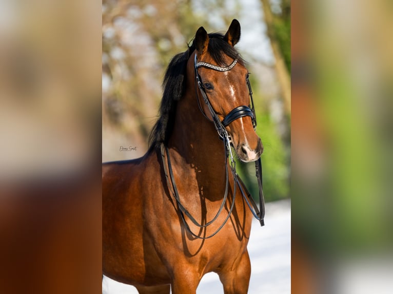 KWPN Stute 6 Jahre 165 cm Brauner in Weert