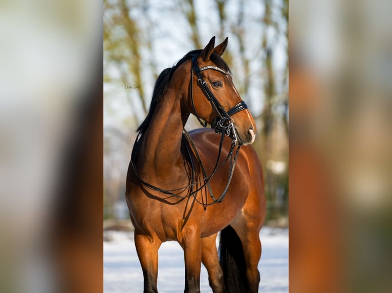 KWPN Stute 6 Jahre 165 cm Brauner in Weert