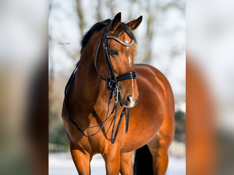 KWPN Stute 6 Jahre 165 cm Brauner in Weert