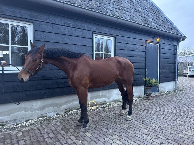 KWPN Stute 6 Jahre 165 cm Brauner in Giessenburg