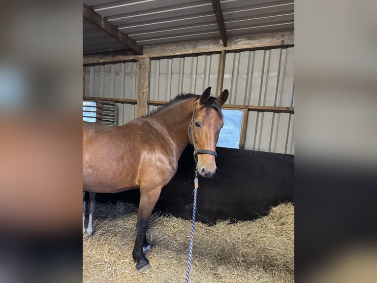 KWPN Stute 6 Jahre 165 cm Brauner in Giessenburg