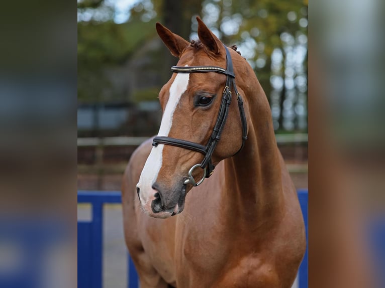 KWPN Stute 6 Jahre 165 cm Brauner in Diepholz