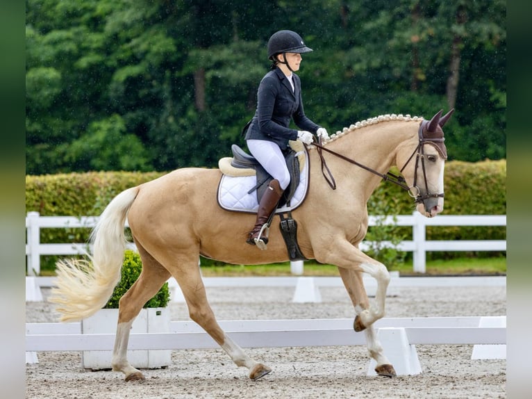 KWPN Stute 6 Jahre 165 cm Palomino in Windlach