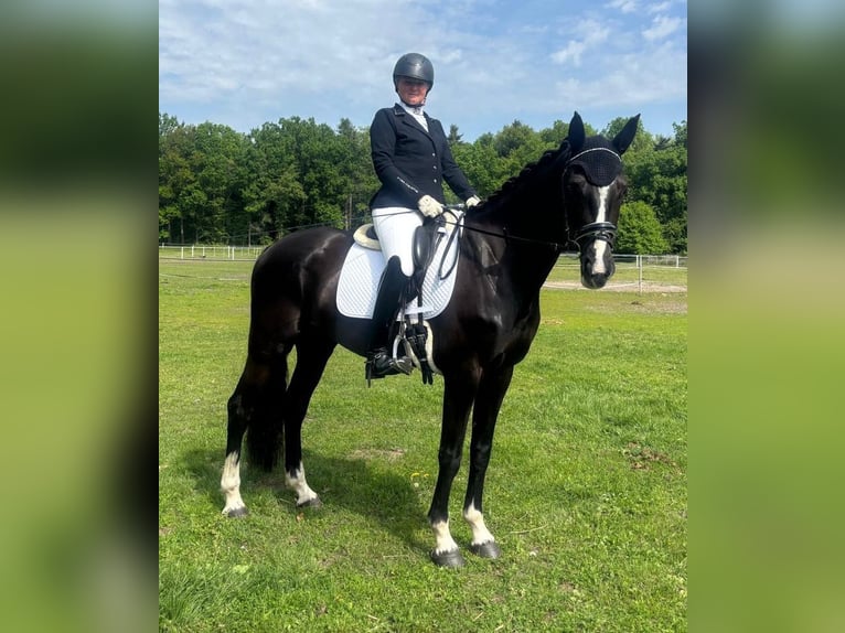 KWPN Stute 6 Jahre 165 cm Rappe in Havlickuv Brod