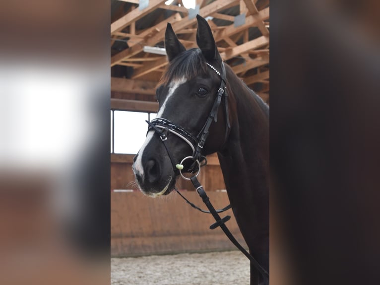 KWPN Stute 6 Jahre 165 cm Rappe in Havlickuv Brod