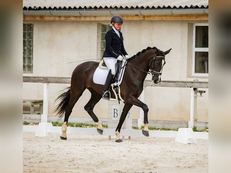KWPN Stute 6 Jahre 165 cm Rappe in Havlickuv Brod