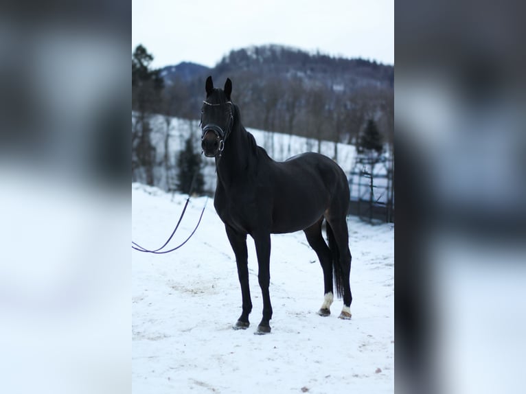 KWPN Stute 6 Jahre 165 cm Schwarzbrauner in Freiburg im Breisgau