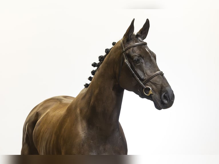 KWPN Stute 6 Jahre 165 cm Schwarzbrauner in Waddinxveen