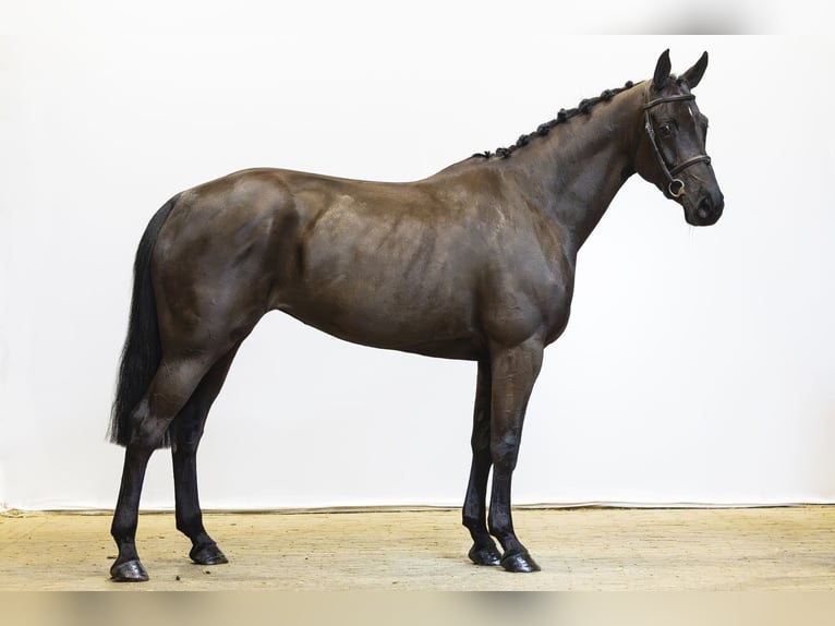 KWPN Stute 6 Jahre 165 cm Schwarzbrauner in Waddinxveen