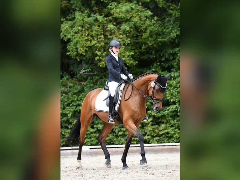 KWPN Stute 6 Jahre 166 cm Brauner in Lonnig