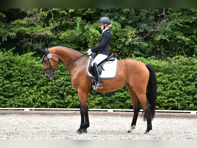 KWPN Stute 6 Jahre 166 cm Brauner in Lonnig