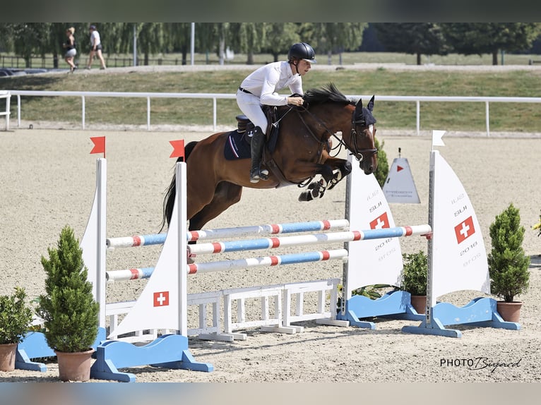 KWPN Stute 6 Jahre 166 cm Brauner in Kerzers