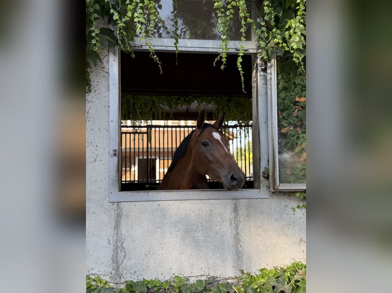 KWPN Stute 6 Jahre 166 cm Brauner in Kerzers
