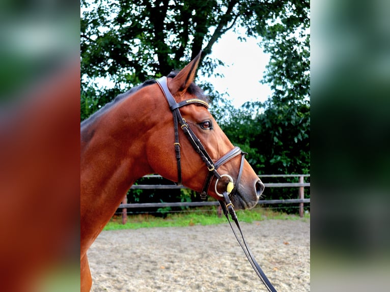 KWPN Stute 6 Jahre 166 cm Brauner in Meppen