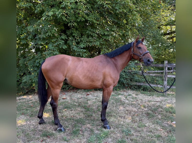 KWPN Stute 6 Jahre 166 cm Brauner in Sandhausen
