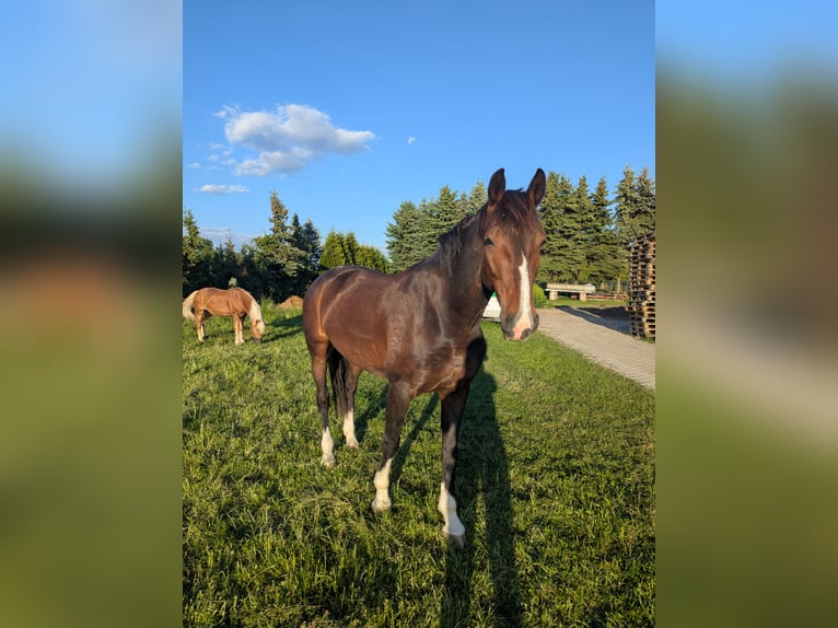 KWPN Stute 6 Jahre 166 cm Brauner in Niederaichbach