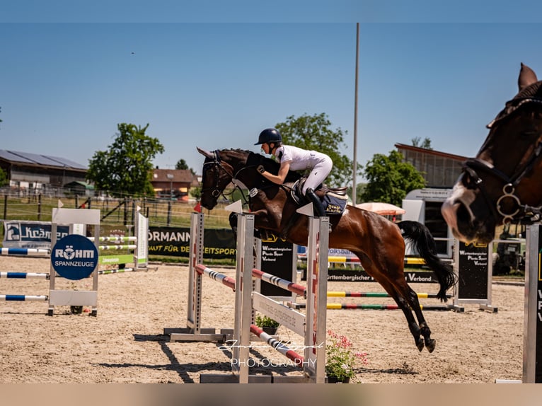 KWPN Stute 6 Jahre 166 cm Dunkelbrauner in Gerstetten
