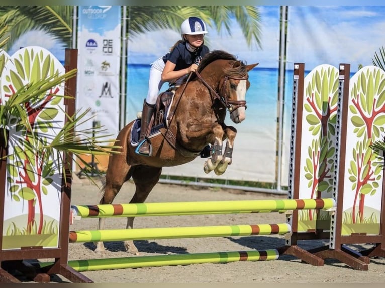 KWPN Stute 6 Jahre 166 cm Kann Schimmel werden in Augustinusga