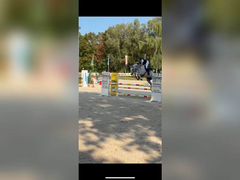 KWPN Stute 6 Jahre 166 cm Schimmel in Darmstadt